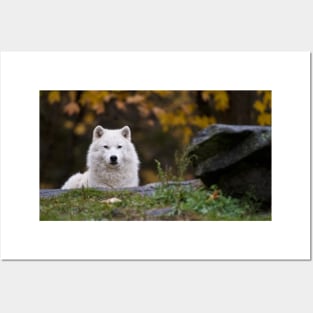 Arctic Wolf Posters and Art